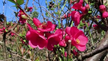 Pembe Chaenomeles çiçeği ilkbaharda mavi gökyüzüne karşı.