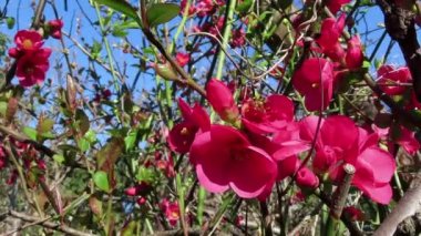 Pembe Chaenomeles çiçeği ilkbaharda mavi gökyüzüne karşı.