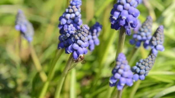 Schwebfliegeninsekt Auf Traubenhyazinthe Frühling — Stockvideo