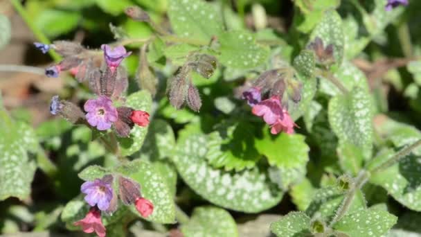 Flor Larva Comum Pulmonaria Officinalis — Vídeo de Stock