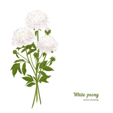 Tasarım için çiçek - yaz şakayığı. El çizimi vektör illüstrasyonu.