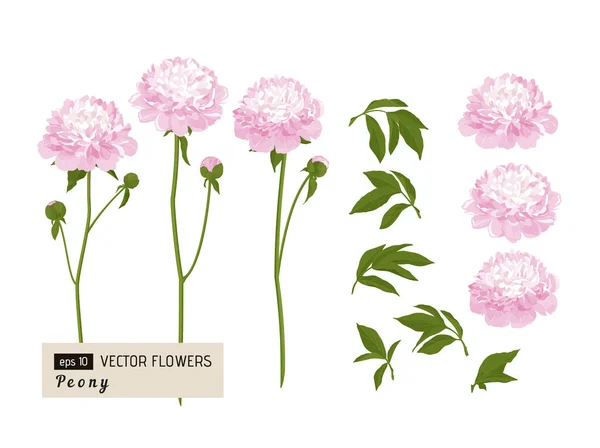 Fleur Pour Design Pivoine Été Illustration Vectorielle Dessinée Main — Image vectorielle