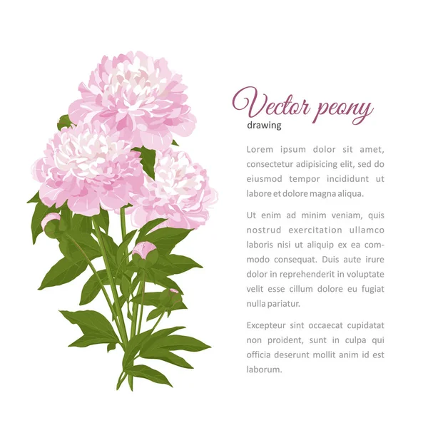 Fiore Progetto Peonia Estiva Illustrazione Del Vettore Disegnato Mano — Vettoriale Stock