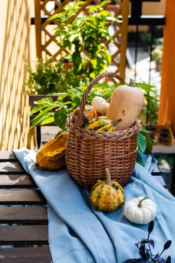 Hasır sepeti organik balkabağı çeşitleriyle hasat ediliyor,