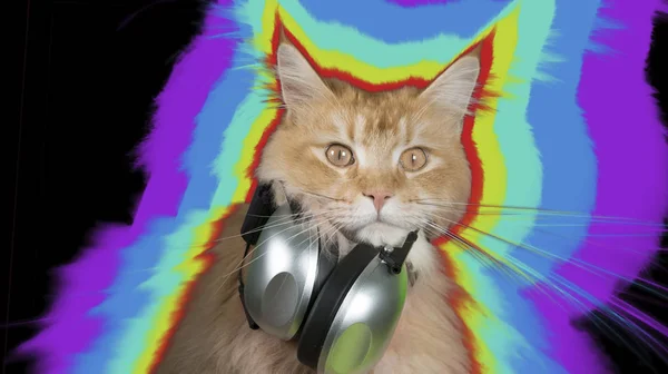 Hermoso disco gato usando auriculares — Foto de Stock