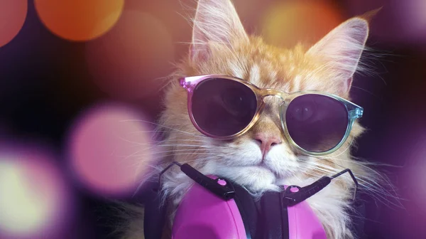 Hermoso gato con gafas de sol — Foto de Stock