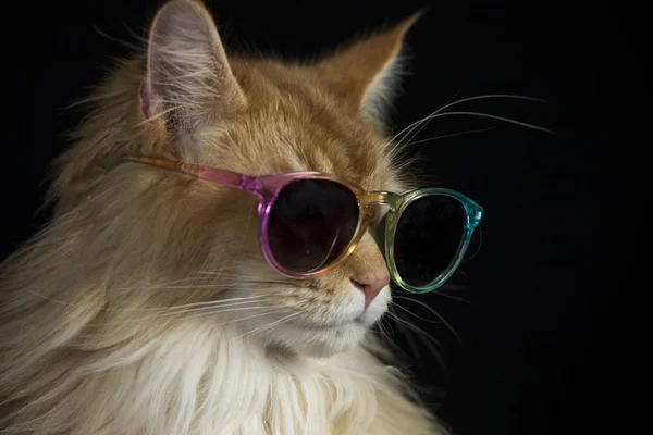 Schöne Katze mit Sonnenbrille — Stockfoto