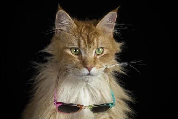 Hermoso gato con gafas de sol — Foto de Stock