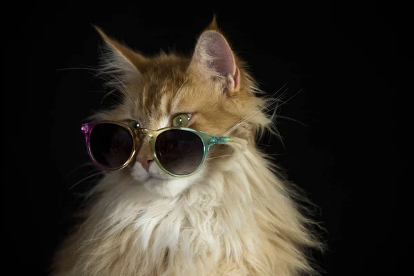 Hermoso gato con gafas de sol — Foto de Stock