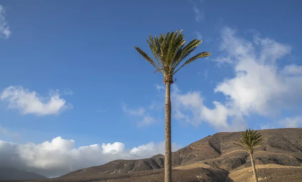 西班牙加那利群岛Fuerteventura的Jandia自然公园 棕榈树映衬蓝天 群山环抱 — 图库照片