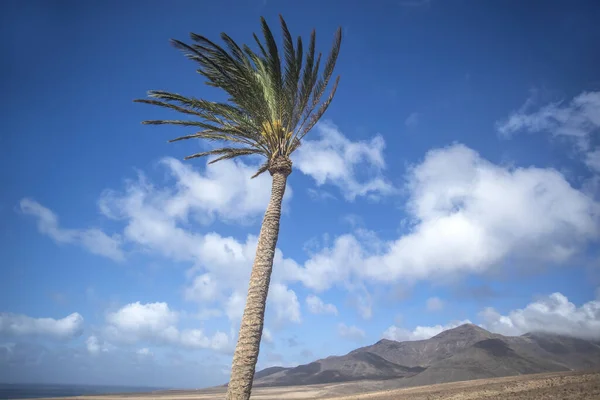 Palm Trees Blue Sky Mountains Jandia Natural Park Fuerteventura Canary — Stock Photo, Image
