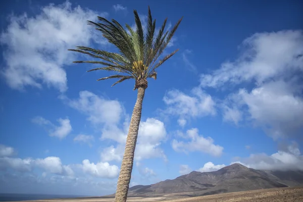 Palmeras Contra Cielo Azul Con Montañas Jandia Parque Natural Fuerteventura —  Fotos de Stock