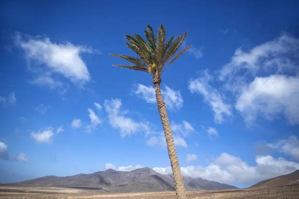 Palmer Mot Blå Himmel Med Berg Jandia Natural Park Fuerteventura — Stockfoto