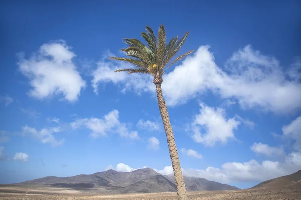 Palm Trees Blue Sky Mountains Jandia Natural Park Fuerteventura Canary — Stock Photo, Image