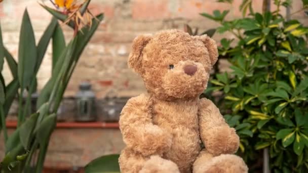 Bruine Teddybeer Pluizig Speelgoed Zittend Stoel Balkon Terras Met Planten — Stockvideo