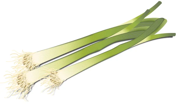 SPRING ONIONS vector ilustración — Foto de Stock