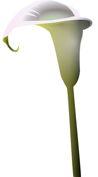 Ilustración flor de lirio en blanco — Foto de Stock