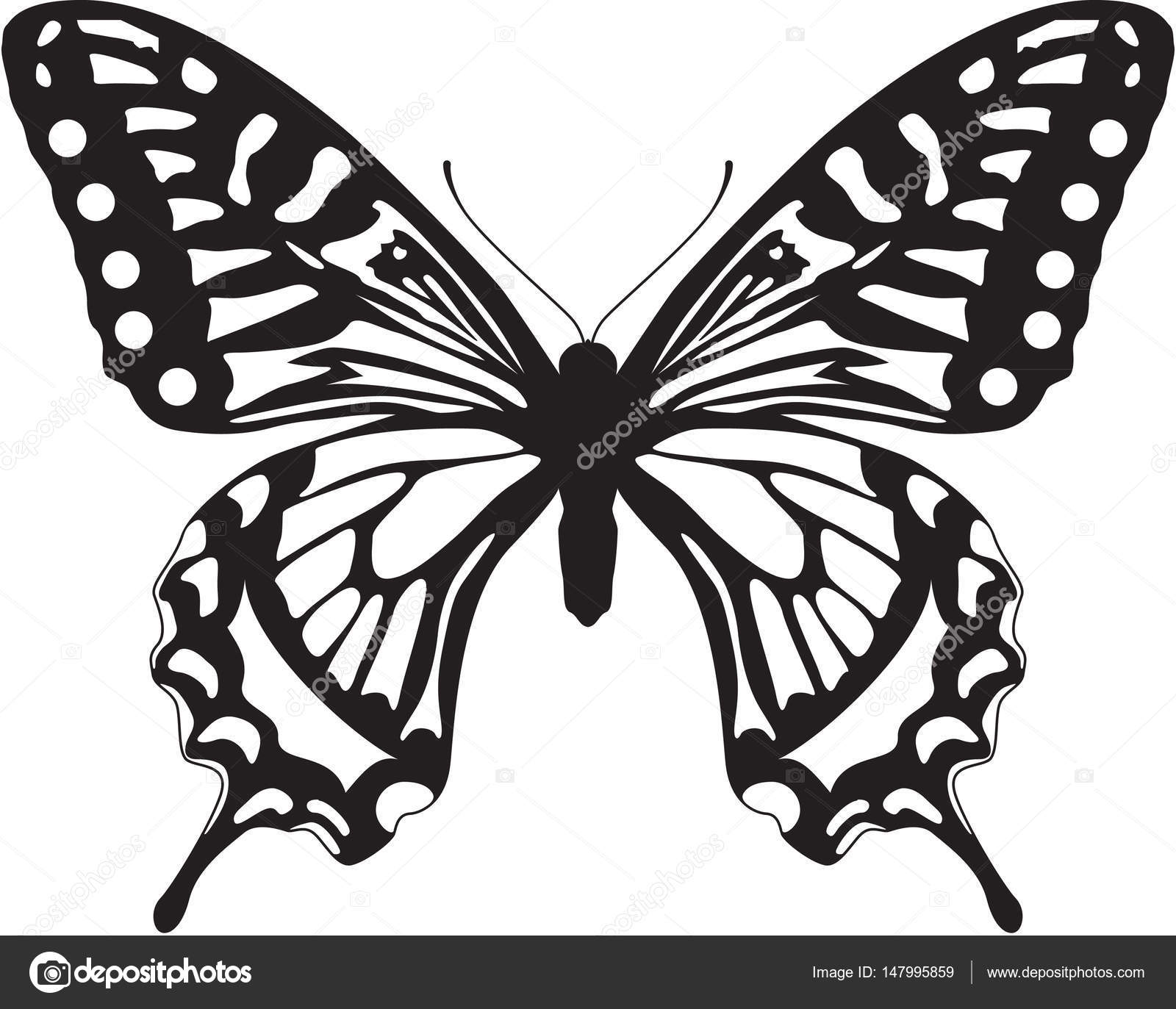 Black and white Butterfly Stock Photo by ©jamesstar 147995859