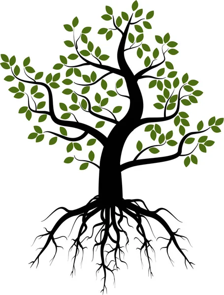 Дерево з зеленим листям і корінням — стокове фото