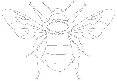 Bal arı çizgi çizme