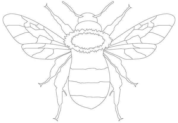 Linienzeichnung für Honigbienen — Stockfoto