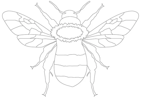 Honey bee line drawing