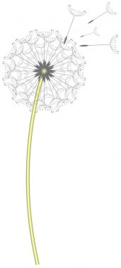 Karahindiba saat resimde beyaz