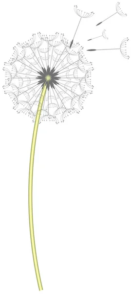 Dandelion Clock Illustration White — Stock Photo, Image