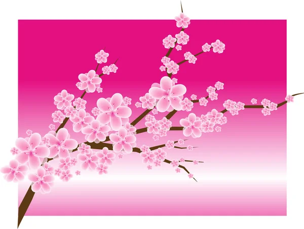 Цветение сакуры на розовом — стоковое фото