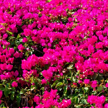 Umman çiçek ve bahar renkleri Bahçe  