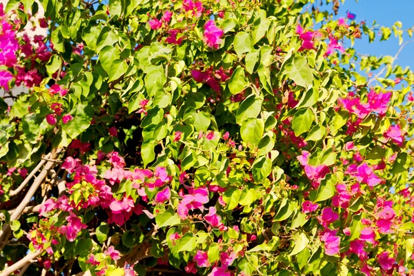 Ομάν λουλουδιών και στον κήπο τα ανοιξιάτικα χρώματα — Φωτογραφία Αρχείου