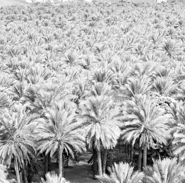 En el jardín del omán y el cultivo de frutos de palma de alta — Foto de Stock