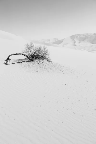 Em oman velho deserto esfregar al khali o quarto vazio e ao ar livre — Fotografia de Stock