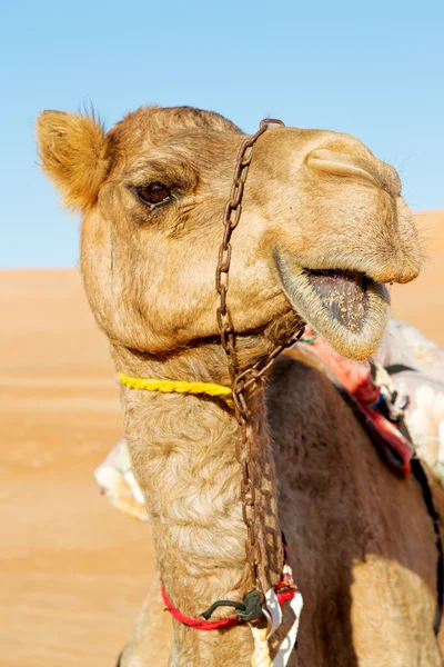 En Oman vacío cuarto cielo — Foto de Stock