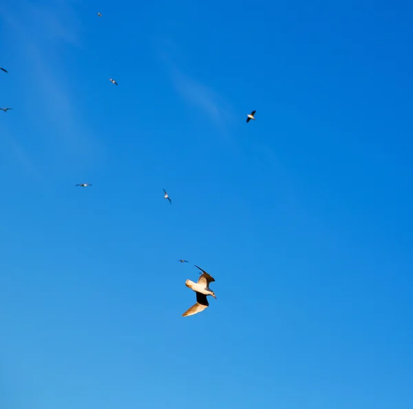 Umman kuşlar, gökyüzü — Stok fotoğraf