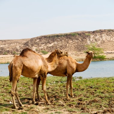 Umman deve içinde çöl dörtte bir ücretsiz dromedary yakınındaki boş.