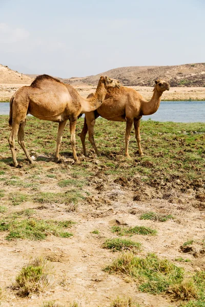 W oman camel pusty kwartał z pustynny wolna dromader w pobliżu — Zdjęcie stockowe