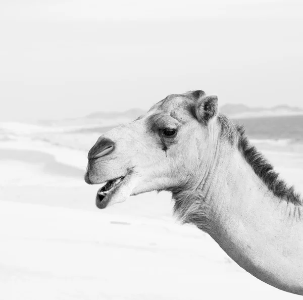 Umman boş çeyreğinde çöl ücretsiz dromedary denize yakın — Stok fotoğraf