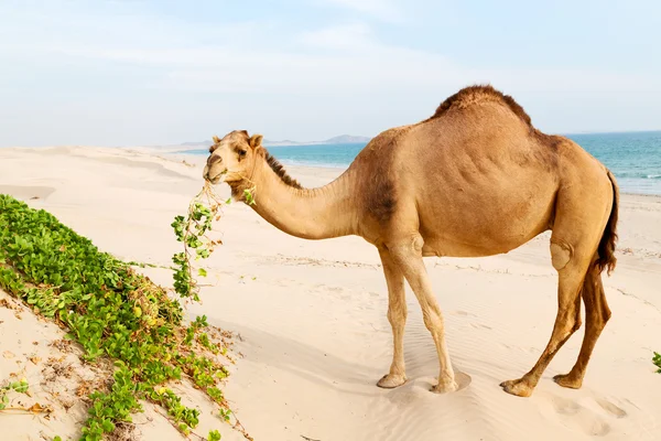 En Oman vacío cuarto de desierto un dromedario libre cerca del mar — Foto de Stock