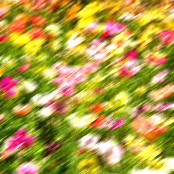 Květiny a zahrada — Stock fotografie