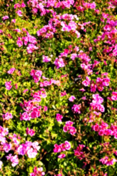 Květiny a zahrada — Stock fotografie