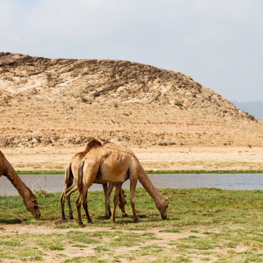 Umman deve içinde çöl dörtte bir ücretsiz dromedary yakınındaki boş.