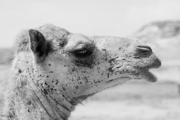 In oman kameel leeg kwartaal van woestijn een gratis dromedaris in de buurt van de — Stockfoto