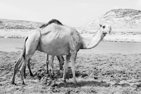 W oman camel pusty kwartał z pustynny wolna dromader w pobliżu — Zdjęcie stockowe