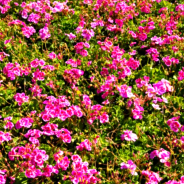 Die Blumen und der Garten — Stockfoto