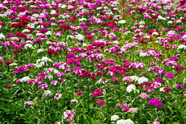 꽃과 정원 — 스톡 사진