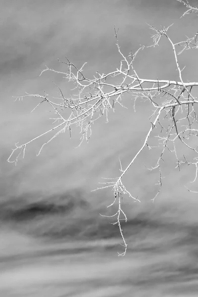 In einem alten abgestorbenen Baum und im Himmelslicht — Stockfoto