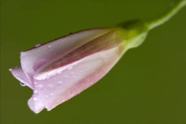 Macro primo piano di leguminosa liliacea rosa — Foto Stock