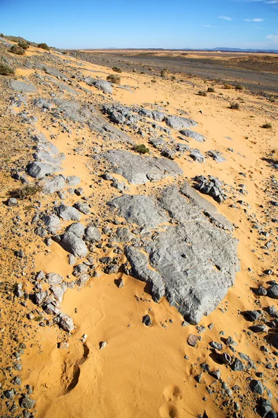 Old fossil in  the — Stock Photo, Image