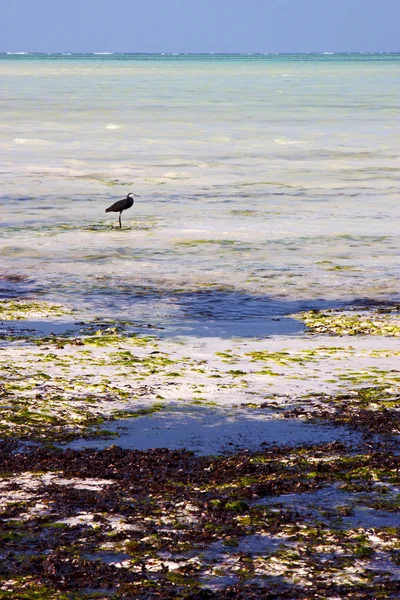 Aves de la costa en la laguna azul relajarse África — Foto de Stock